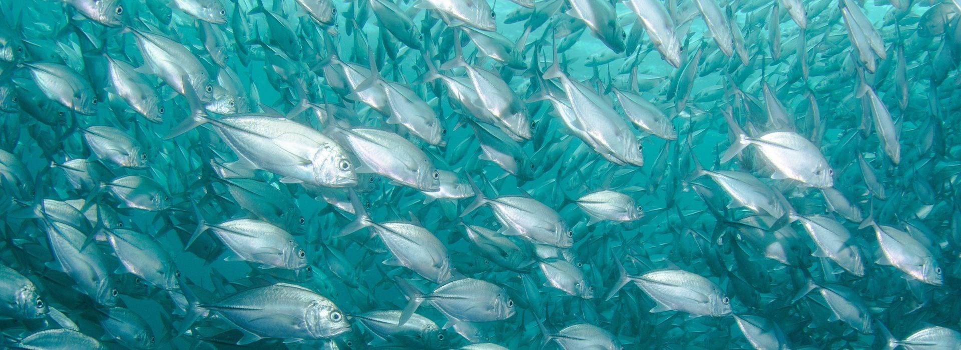 Fakultet znanosti o moru